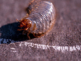 Cockchafer Grub with copper nails at wooden table in close up view