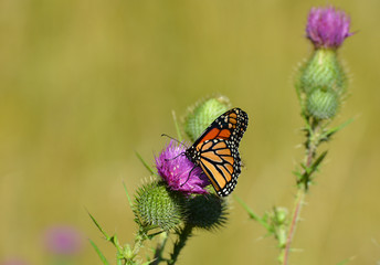 Obraz premium Monarch Butterfly on Thistle 