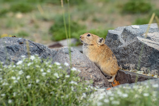 pika stones rodent