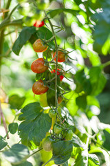 Ripe and unripe cherry tomatoes growing on a branch in an organic greenhouse garden, wonderful sunny day in the Netherlands Holland, beautiful combination of color and texture