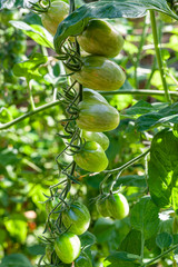 Green cherry tomatoes growing in an organic greenhouse garden, wonderful sunny day in the Netherlands Holland, beautiful combination of color and texture