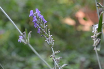  flowers lavender aroma garden summer autumn background 