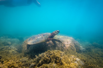 Obraz premium Woman swimming with hawksbill turtle at the great barrier reef, Queensland, Australia