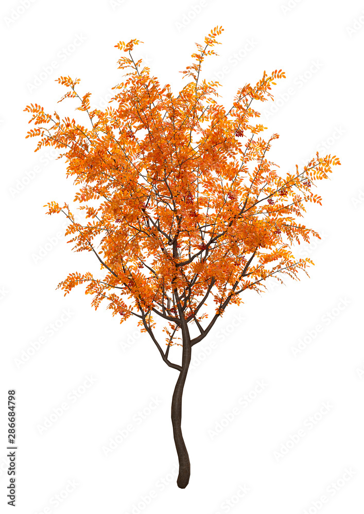Wall mural 3d rendering rowan trees on white