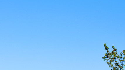 tree branches and blue sky. you can use this as a background for writing text in a presentation,...