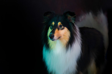 Fototapeta premium handsome husky in the coffee shop