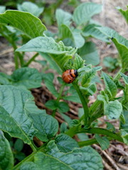 Colorado potato beetles in a summer home garden
