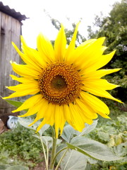 Yellow sunflower in the summer home garden