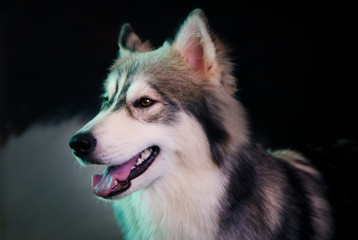handsome husky in the coffee shop