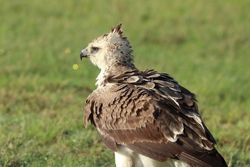 Eagle closeup, Masai Mara National Park, Kenya.