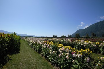 Fototapeta na wymiar A view of Dahlia in the field. Chilliwack BC Canada