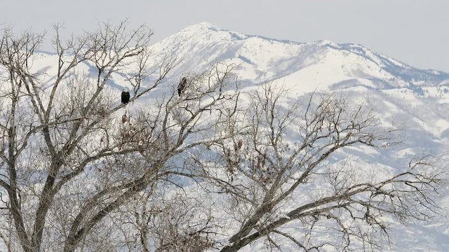 Two bald eagles perched in a large tree beneath a mountain range