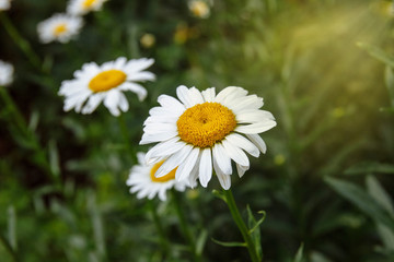 Obraz premium A large shrub with flowers of white, large daisies with yellow middle and green leaves with yellow, transparent rays of the sun on the right