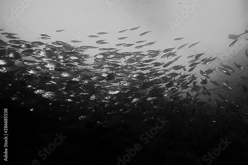 under water ocean / landscape underwater world, scene blue idyll nature