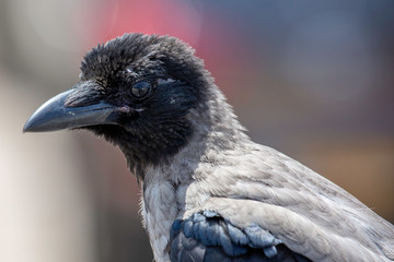 hooded Crow Portrait