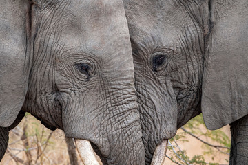 elephant playing in kruger park south africa
