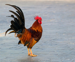one elegant Rooster and a hen