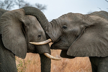 elephant playing in kruger park south africa © Andrea Izzotti