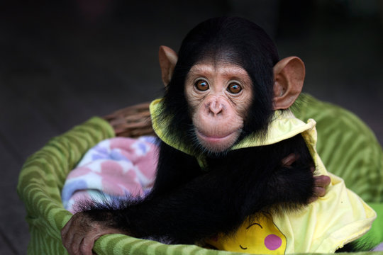 cute newborn chimpanzee