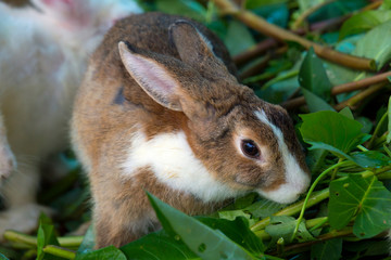 rabbit in the farm eating vegetables