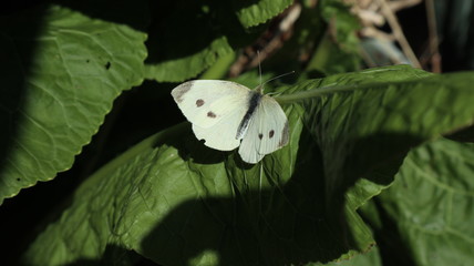 White Butterfly in the Garden