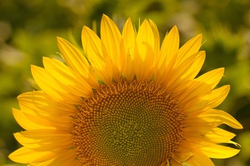 Naklejka premium Close-up of a sunflower head