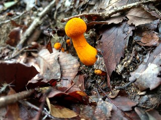 ハナガサイグチ/Pulveroboletus auriflammeus