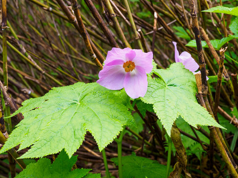 542 Best 日本固有種images Stock Photos Vectors Adobe Stock