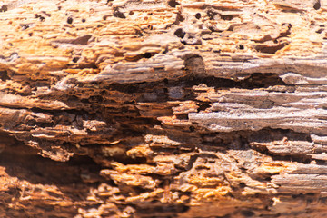 Vintage surface wood table and rustic texture background, closeup on the structure wooden