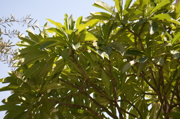 Flowers in the sky 2