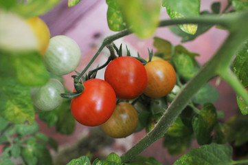 Growing cherry yomatoes