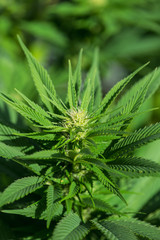 Fototapeta na wymiar Cannabis