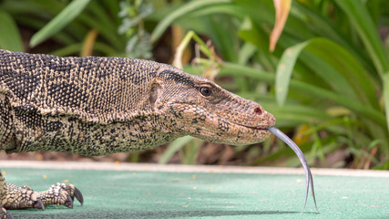 Asian water monitor (Varanus salvator) walking on bike lane at urban park in Bangkok.