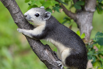 Close-up Variable squirrel (Callosciurus finlaysonii) on a branch in the garden.