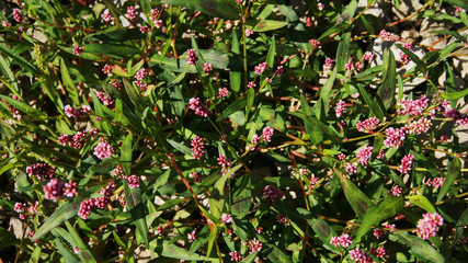 persicaria maculosa growing on the road