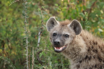 Spotted hyena cub smiling and looking at camera, Masai Mara National Park, Kenya.