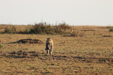 Leopard mom carrying her cub, Masai Mara National Park, Kenya.