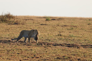 Leopard mom carrying her cub, Masai Mara National Park, Kenya.