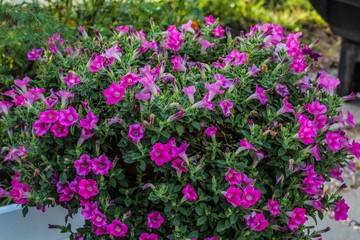 purple flowers in the garden