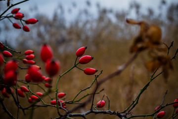 Branches with red berries in autumn