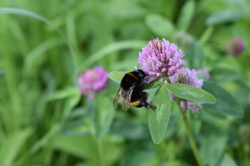 bee on flower