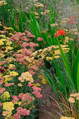 Close up of the exotic Crocosmia Lucifer and Achillea in a garden flower border © Garden Guru