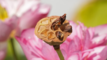 close up image of withered seedpod with pink lotus flowers background.
