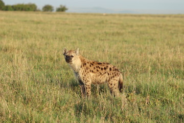 Spotted hyena looking, Masai Mara National Park, Kenya.