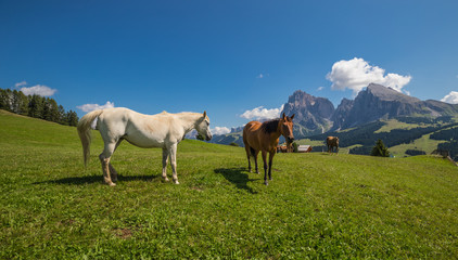 Wonderful Mountain Landscape Panorama With Horses At Seiser Alm In South Tyrol Italy