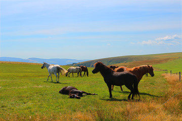 Herd of horses grazing on summer pasture in mountainous landscape (Vosges, France)