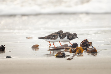 A group of wild birds on the beach