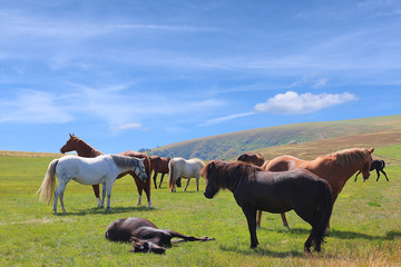 Naklejka na ściany i meble Herd of horses grazing on summer pasture in highlands