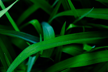 abstract green background. green fresh grass. close up grass. macro grass. green background