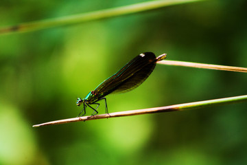 Dragonfly on leaf